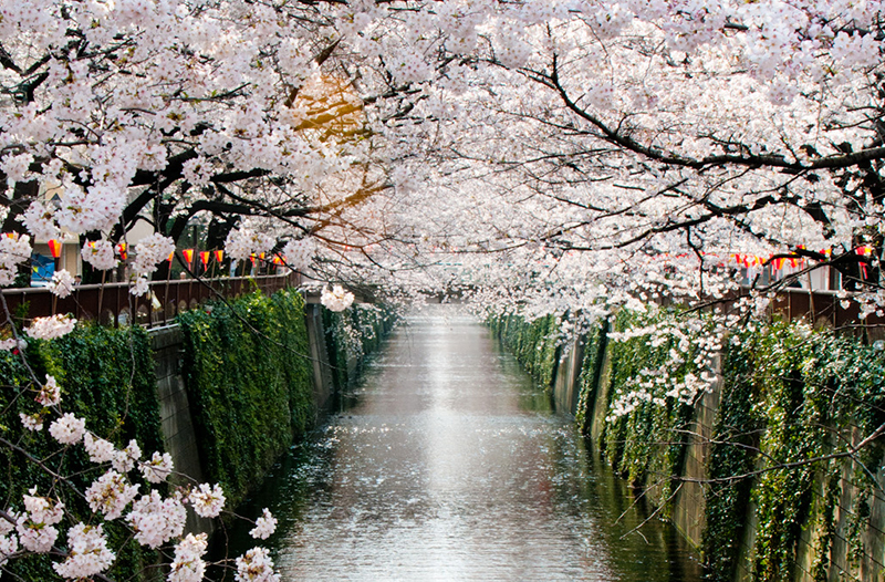 目黒川の桜の外観